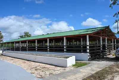 notícia:  Rebanhos entram em isolamento sanitário antes de serem levados ao Parque de Exposições