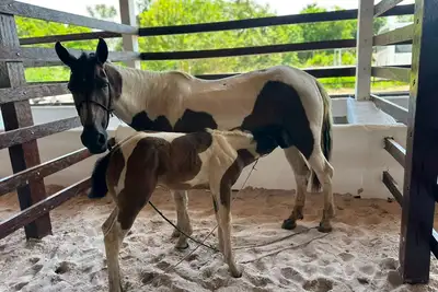 notícia: Governo do Amapá inicia recepção e inspeção sanitária dos primeiros animais para a Expofeira 2026