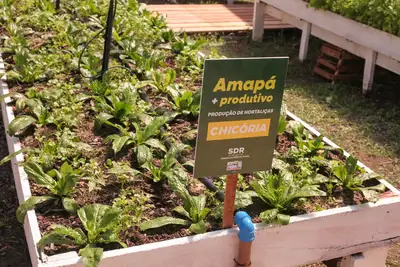 notícia: Cultivo de hortaliças em pequenos espaços é destaque na Expofeira 2026