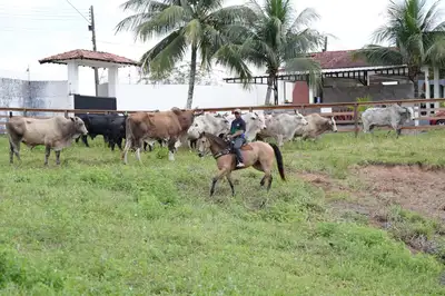 notícia: Expofeira 2026 inicia competições de rodeio com 16 peões na arena