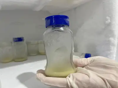 notícia: Um ato que alimenta esperança: doação de leite humano transforma solidariedade em cuidado para bebês internados no Amapá